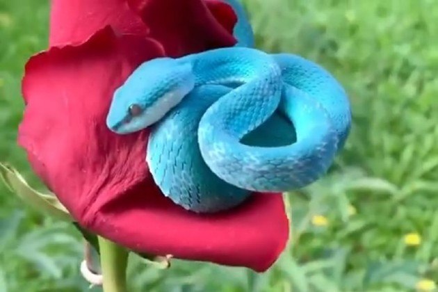 víbora azul #biologia #animais #cobra#serpente