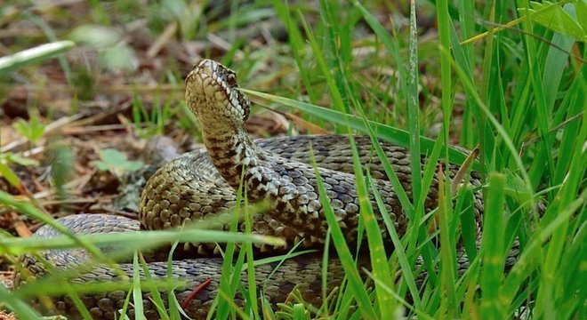 Em muitas partes do mundo, cobras e seres humanos convivem no mesmo espaço, aumentando as chances de ser picado