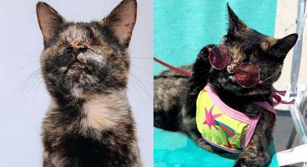 Vick, que nasceu sem olhos, foi campeã no concurso de gatos mais bonitos do Brasil