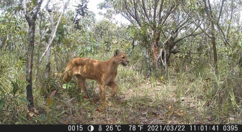 Puma está entre as espécies registradas nas filmagens no Parque Nacional de Brasília 