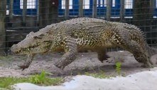 Vídeo mostra crocodilo 'galopando' para delírio da web: 'Isso é algo novo'