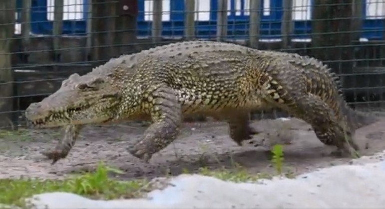 Crocodilo 'galopando' caiu nas graças dos internautas, após postagem de vídeo no Twitter
