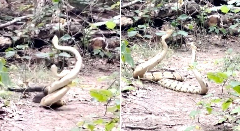 Vídeo flagra serpente azul devorando cascavel venenosa - Mega Curioso