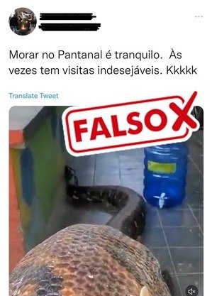 Vídeo de cobra gigante não foi feito no Pantanal