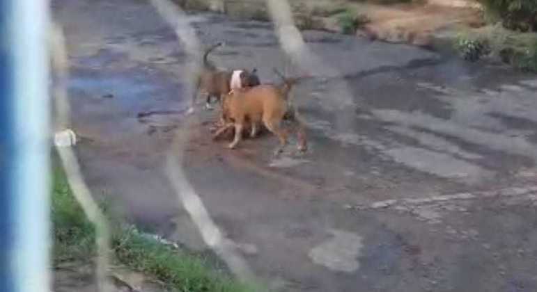 Pit bulls mataram outro cão no meio de uma rua na região do Gama, no Distrito Federal
