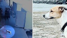 Imagens mostram cachorra em aeroporto antes de ela desaparecer