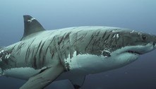 Vídeo mostra o possível tubarão-branco mais maltratado do mundo