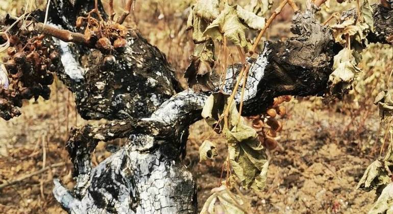 Vinha velha queimada durante o incêndio