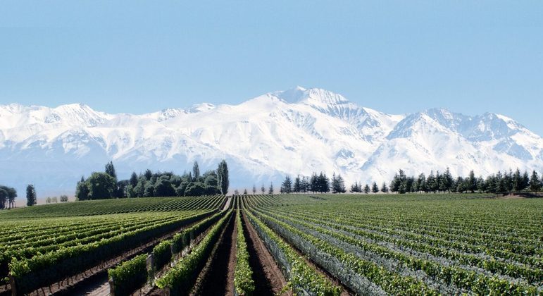 Vinhedos de Malbec em Mendoza