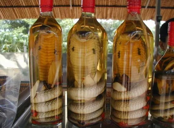 Vinho de Cobra - No Vietnã, este vinho é processado pela fermentação de uma cobra morta, colocada dentro da garrafa. O veneno perde o efeito no etanol. A bebida é considerada afrodisíaca.   