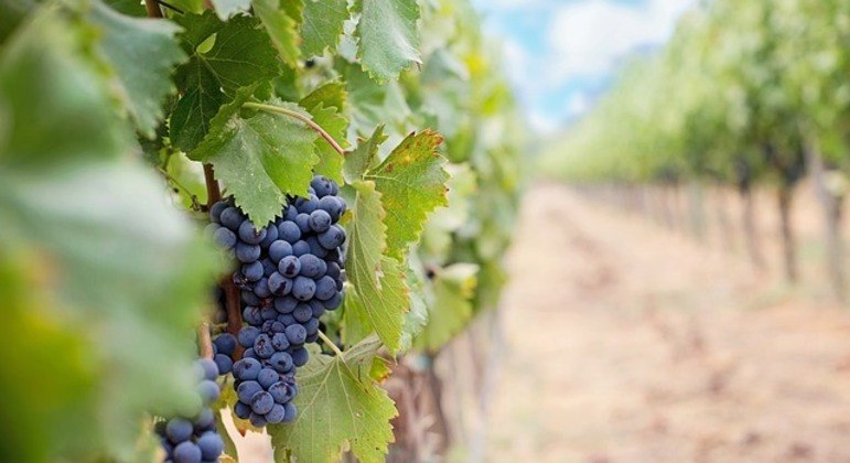 Vinícolas usaram mão de obra escrava na colheita de uvas no sul do país
