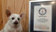 Chihuahua é eleito cachorro mais velho do mundo aos 23 anos de idade