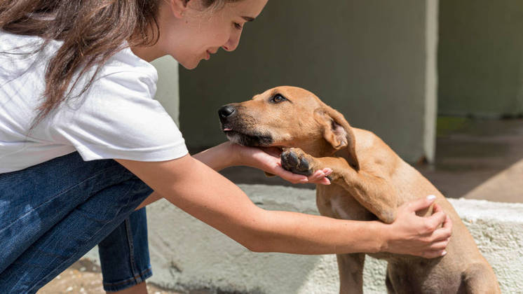 Outro ponto importante apontado pelas especialistas são os cães SRD (Sem Raça Definida), os famosos
‘vira-latas’. 