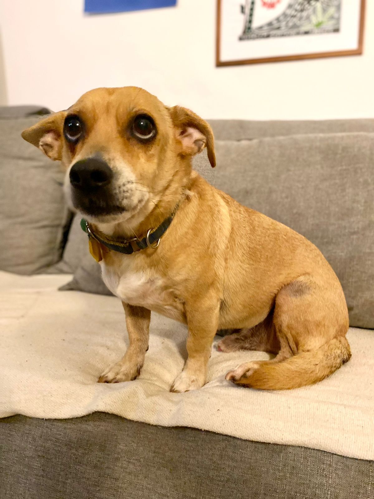 Chico é comportado e manhoso
