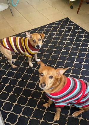 Chico (à esquerda) e Caetano são calmos, tranquilos e companheiros