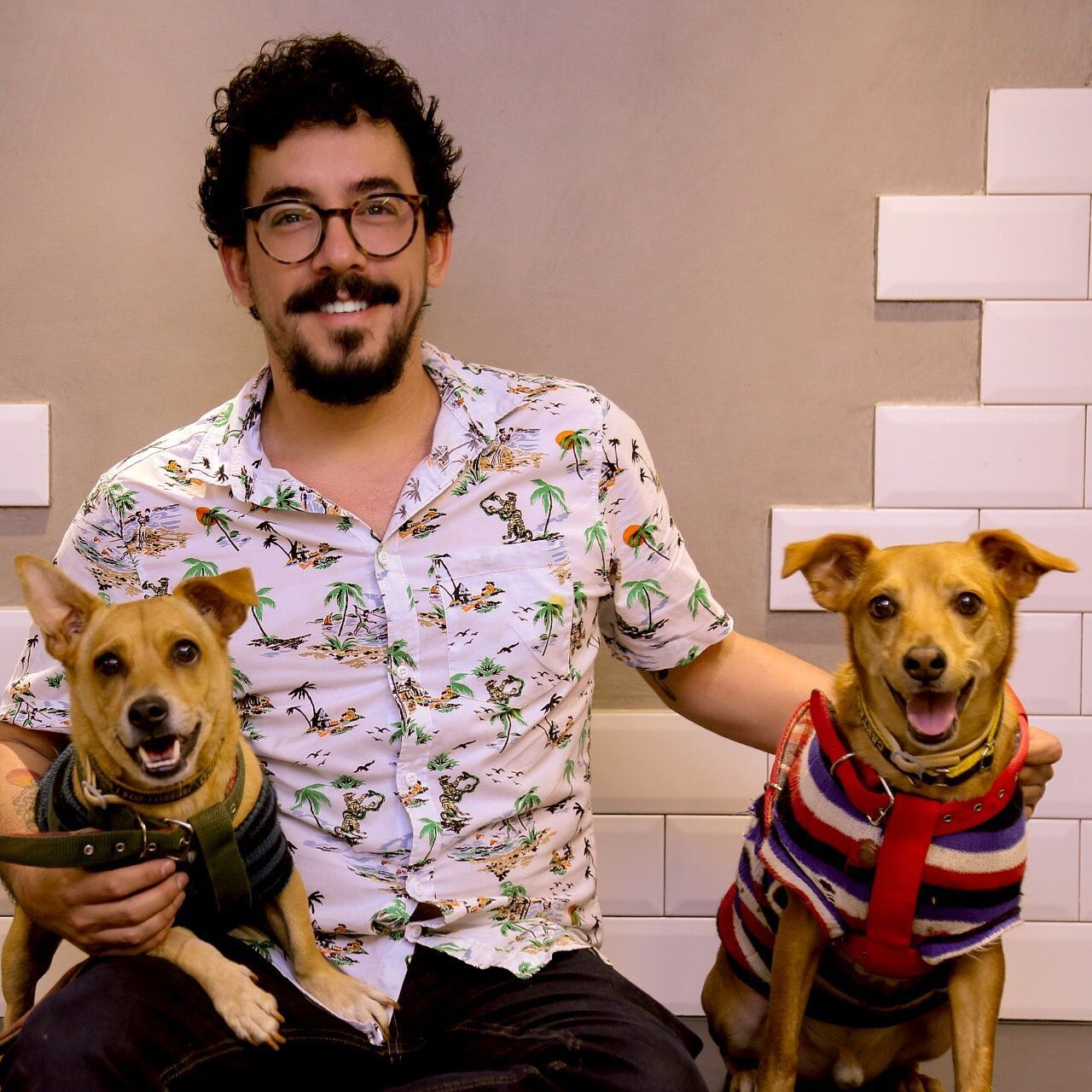 Chico, Dudu e Caetano: 'Os vira-latas sofrem mais para ser adotados'