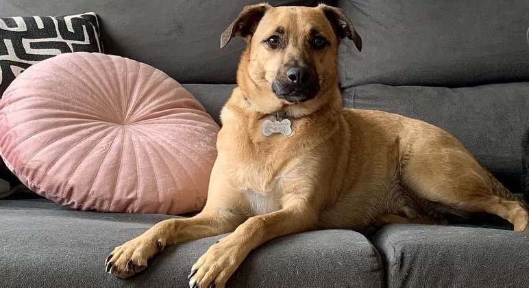 Dia Nacional do Vira-Lata: conheça 7 cães famosos da internet