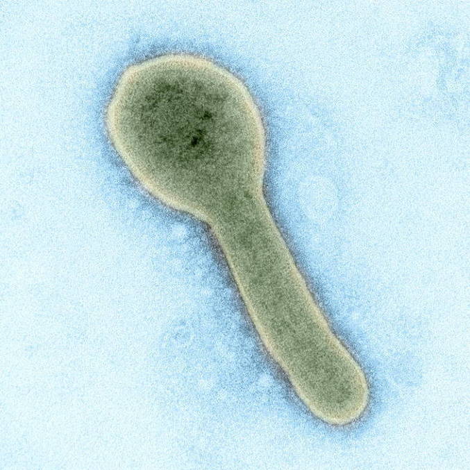 Este é o segundo surto do vírus de Marburg na África; o primeiro se deu em Guiné