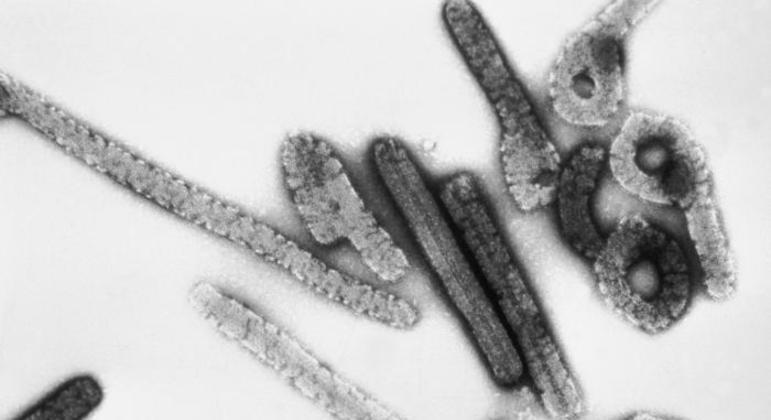 Vírus de Marburg tem taxa de letalidade de 88%