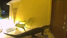 Visita inesperada: jacaré tenta invadir casa no meio da madrugada