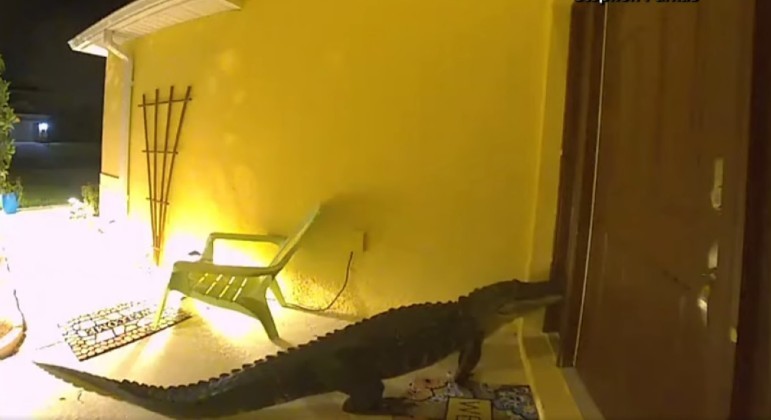 Jacaré aproveitou madrugada para tentar invadir casa em Orlando, na Flórida (EUA)