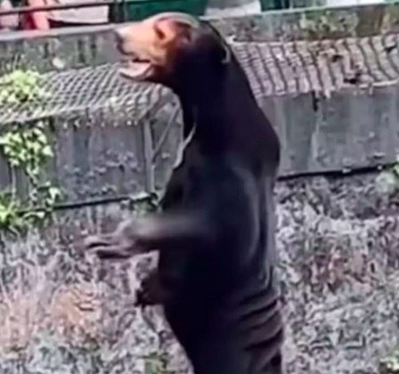 Visitantes e internautas começaram a questionar se o animal não seria um homem com roupa de urso, por conta da aparência estranha do bicho.