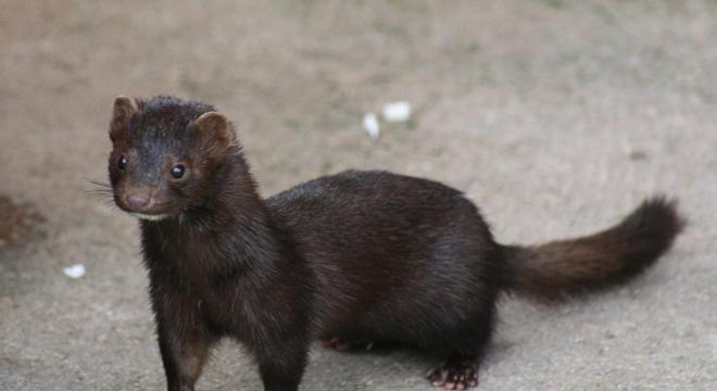 vison-05112020091440495?dimensions=660x360&profile=RESIZE_710x