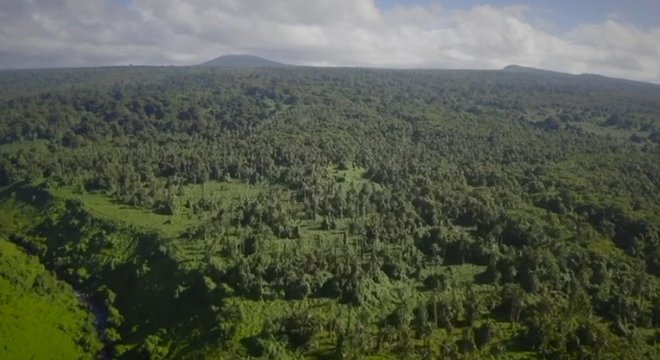 A floresta densa dificultou o trabalho dos arqueólogos