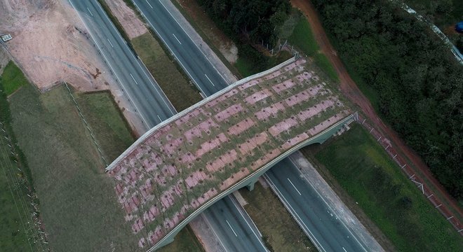  Viaduto tem espécies típicas da Mata Atlântica