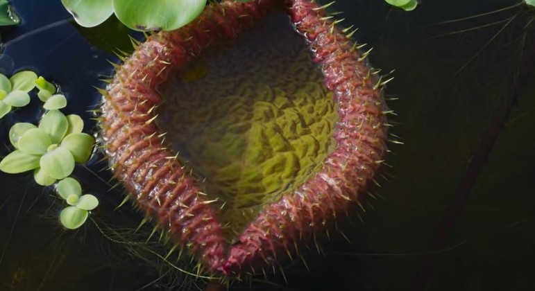 Planta esmaga concorrentes enquanto cresce