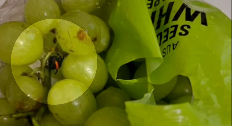 Cliente encontrou viúva-negra em cacho de uvas comprado em mercado australiano