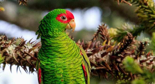 Você sabia que o rico Bioma Cerrado é o berço das águas brasileiras?