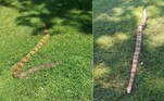 Uma vovó brincava com a neta e o cachorro no jardim da casa onde vive, no vilarejo de Derby, estado de Nova York, quando escutou diversos gritos