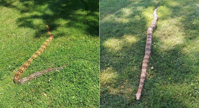 Funcionário de zoológico é mordido por tigre e morre de ataque cardíaco  horas depois - Hora 7 - R7 Hora 7