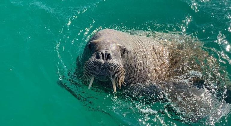 Morsa - Fatos, dieta, habitat e fotos em