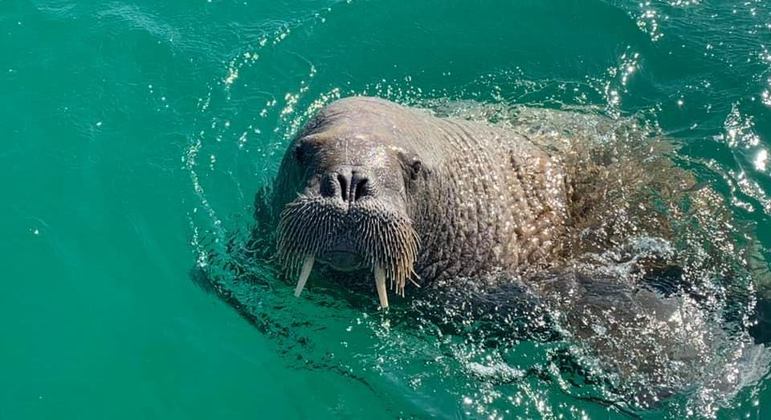 Quem vê assim não percebe o estrago que ele faz