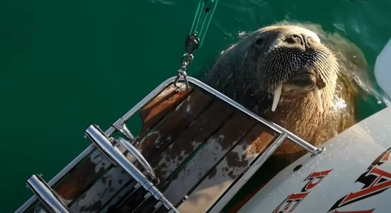 Animal gigante virou o terror dos donos de barcos na região