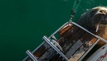 Morsa turista pode ser expulsa de ilha após destruir e afundar barcos
