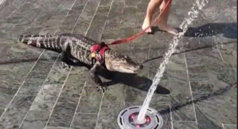 Wally se refresca em parque da Filadélfia, nos Estados Unidos
