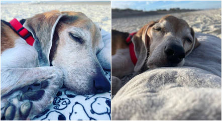 Walter, um cachorro da raça beagle, aproveitou seu último dia na praia, com sua família