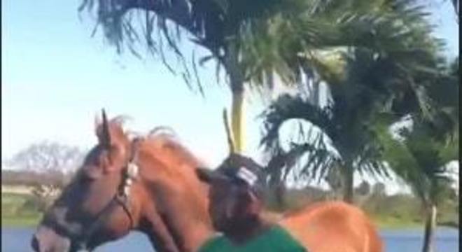 wesley safadao cavalo milhões