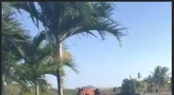 wesley safadao cavalo milhoes