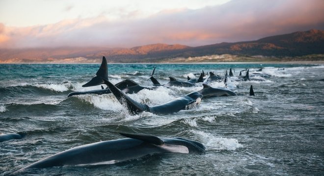 Mais de 140 baleias encalhadas morreram em uma praia da Nova Zelândia