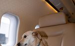 Até o cachorro do famoso estava na aeronave 