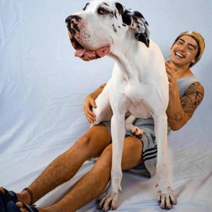 Youtuber fotografou com um dogue alemão