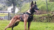 Buscas pelo cão farejador Wilson são suspensas pelo Exército colombiano