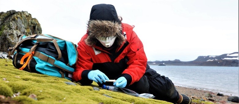 Coleta de musgo na Antártica para análise em laboratório