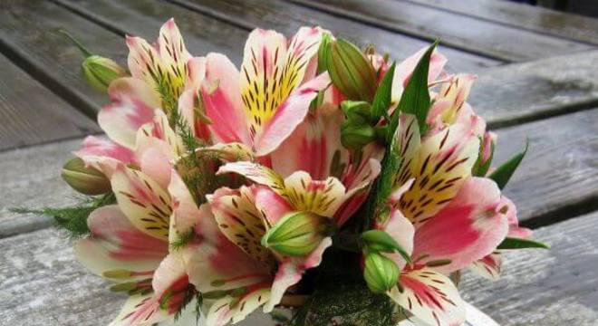 Xícara com astromélias