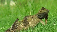 Fotógrafo faz clique inusitado de camaleão relaxando na grama