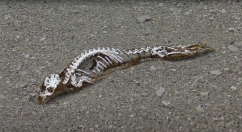 Youtuber acredita que carcaça acima pertenceu à criatura pré-histórica